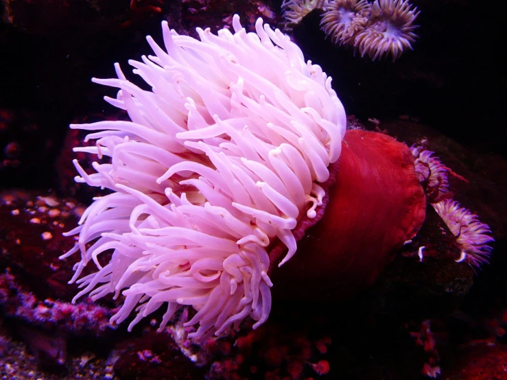 a close up of a sea anemone in an aquarium, by Gwen Barnard, pexels, wearing pink floral chiton, deep dark purple waters, with a whitish, san francisco