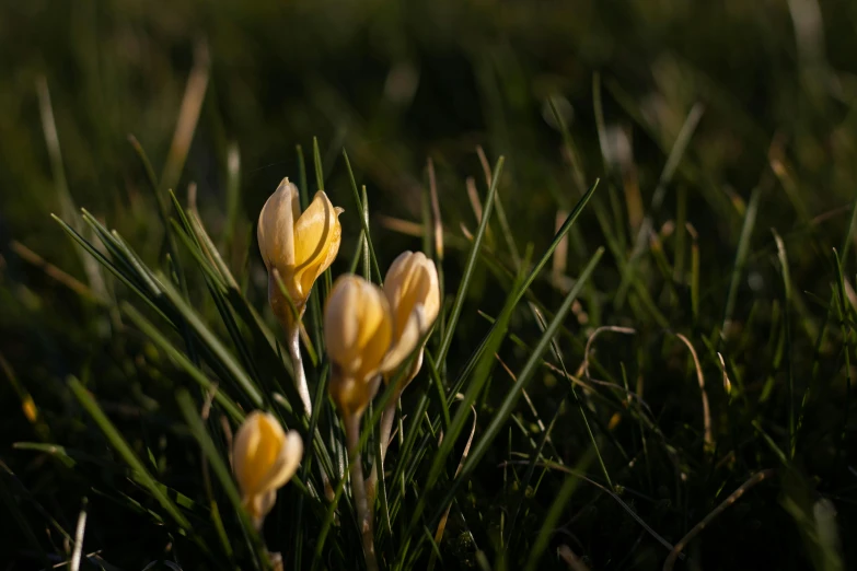 a couple of yellow flowers sitting on top of a lush green field, by Eglon van der Neer, magnolia stems, low dof, dimly - lit, high quality photo