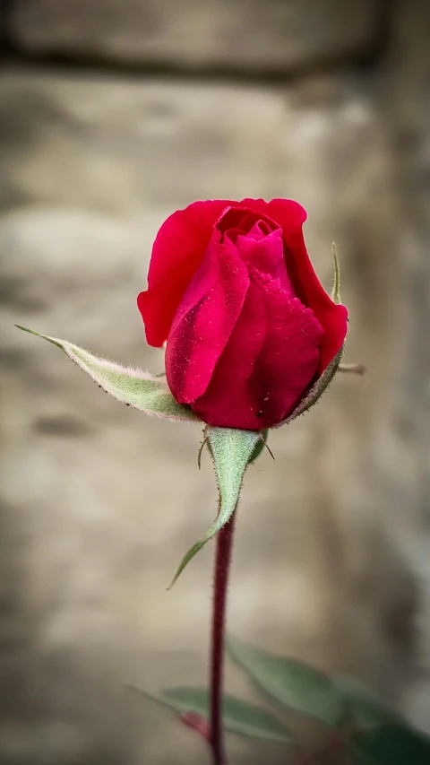 a single red rose sitting on top of a wooden table, a photo, pexels, paul barson, dynamic closeup, pink, old english