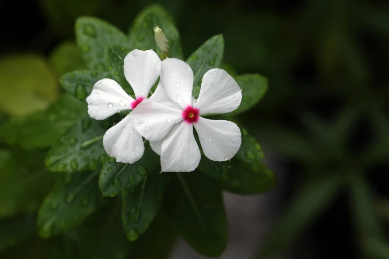 a white flower sitting on top of a green leaf, next to a plant, on a rainy day, violet polsangi, no cropping