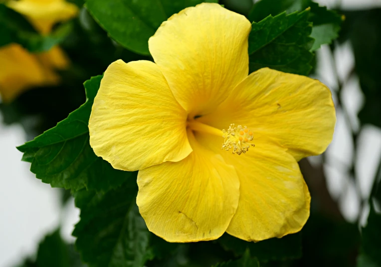 a close up of a yellow flower with green leaves, pexels, hurufiyya, hibiscus, fan favorite, vanilla, frontal shot