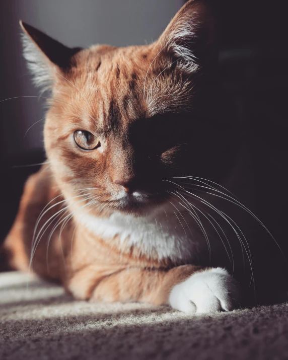 a close up of a cat laying on a carpet, pexels contest winner, ridiculously handsome, about to step on you, non-binary, marmalade