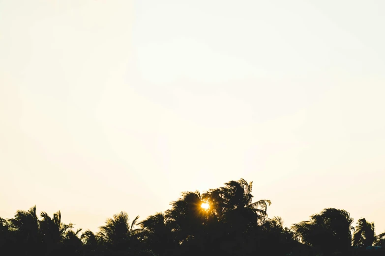 a person flying a kite on top of a lush green field, a picture, unsplash, minimalism, coconut palms, ((sunset)), sun through the trees, fine art print