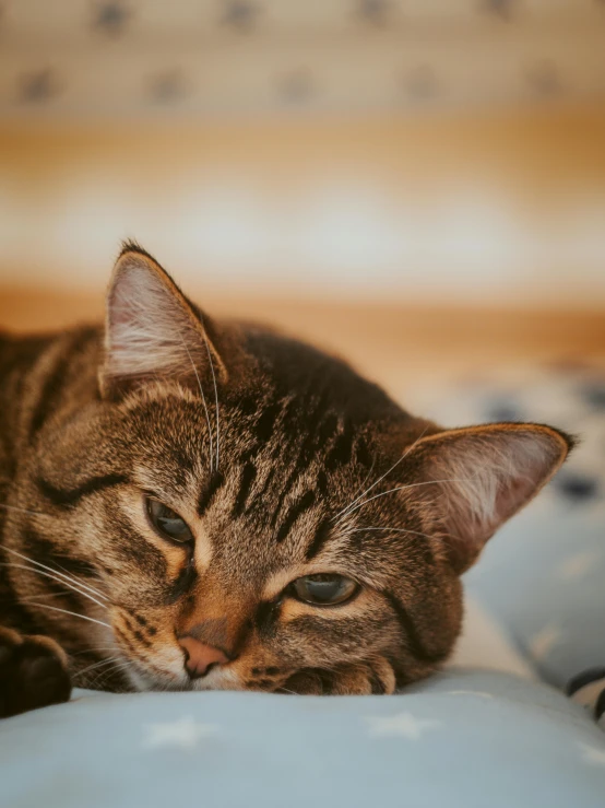 a close up of a cat laying on a bed, a picture, trending on pexels, he has a devastated expression, brown, gif