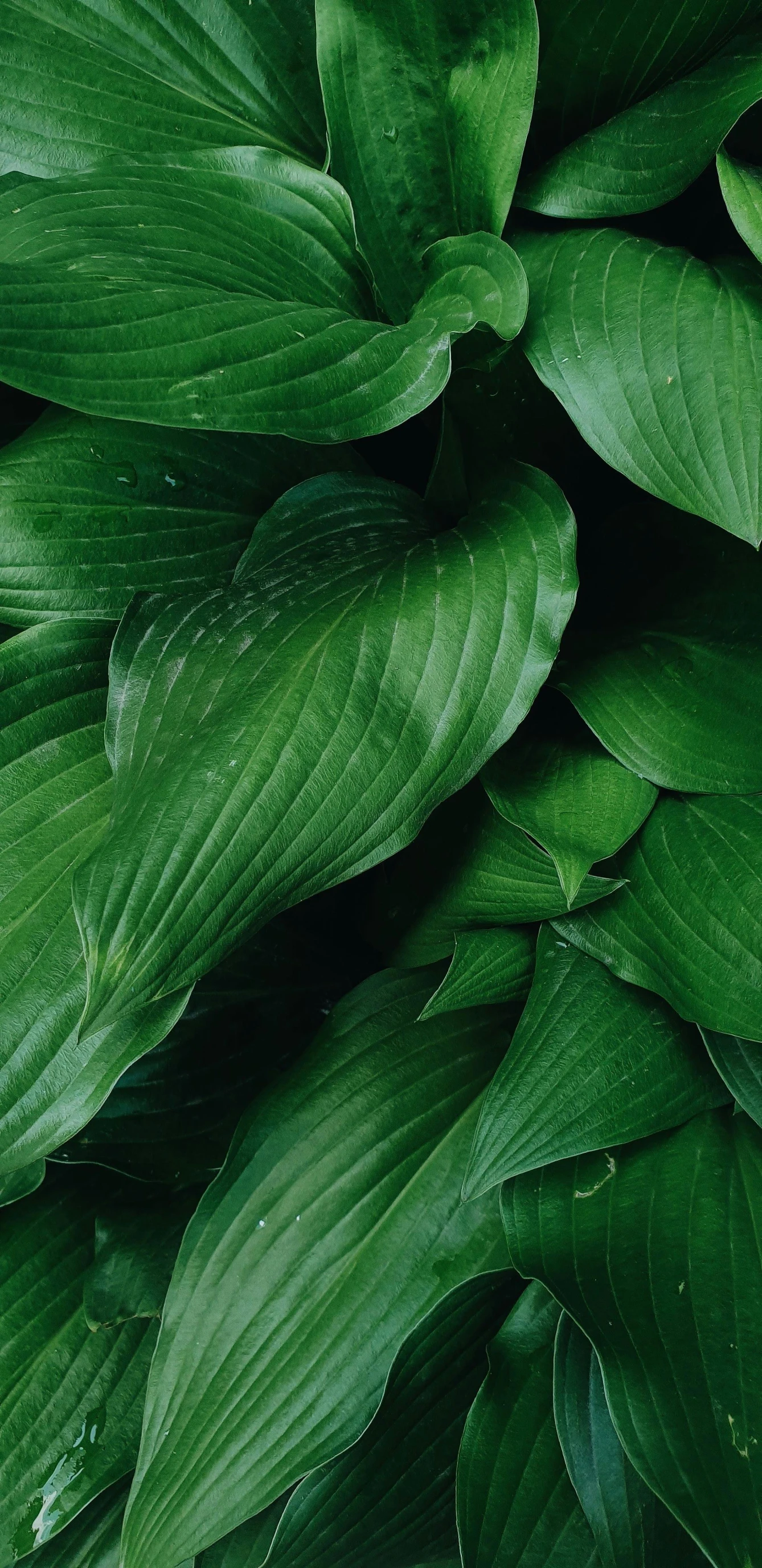 a close up of a plant with green leaves, highly upvoted, big leaves and stems, paul barson, flattened