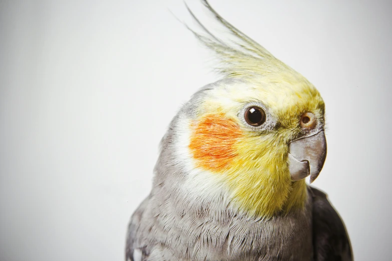 a close up of a bird with a feather on it's head, a portrait, trending on pexels, on grey background, cocky, small chin, yellow spiky hair