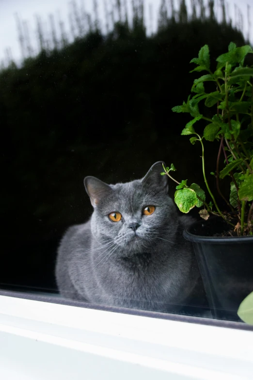 a gray cat sitting in a window sill next to a potted plant, a portrait, by Julia Pishtar, unsplash, car shot, on a gray background, portrait of real life totoro, tourist photo