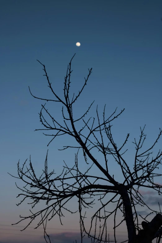 a tree with no leaves and a moon in the sky, by Peter Churcher, minimalism, taken at golden hour, blue, “ iron bark, zoomed out