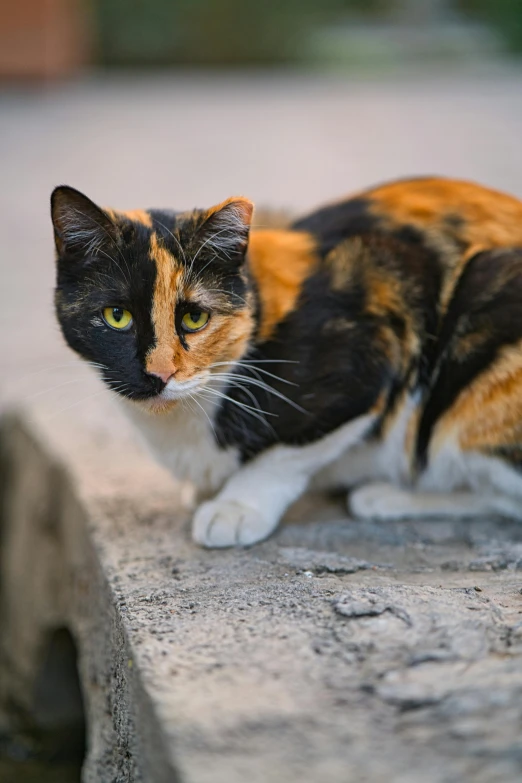 a calico cat sitting on a concrete ledge, unsplash, renaissance, scowling, multicoloured, full frame image, trending photo