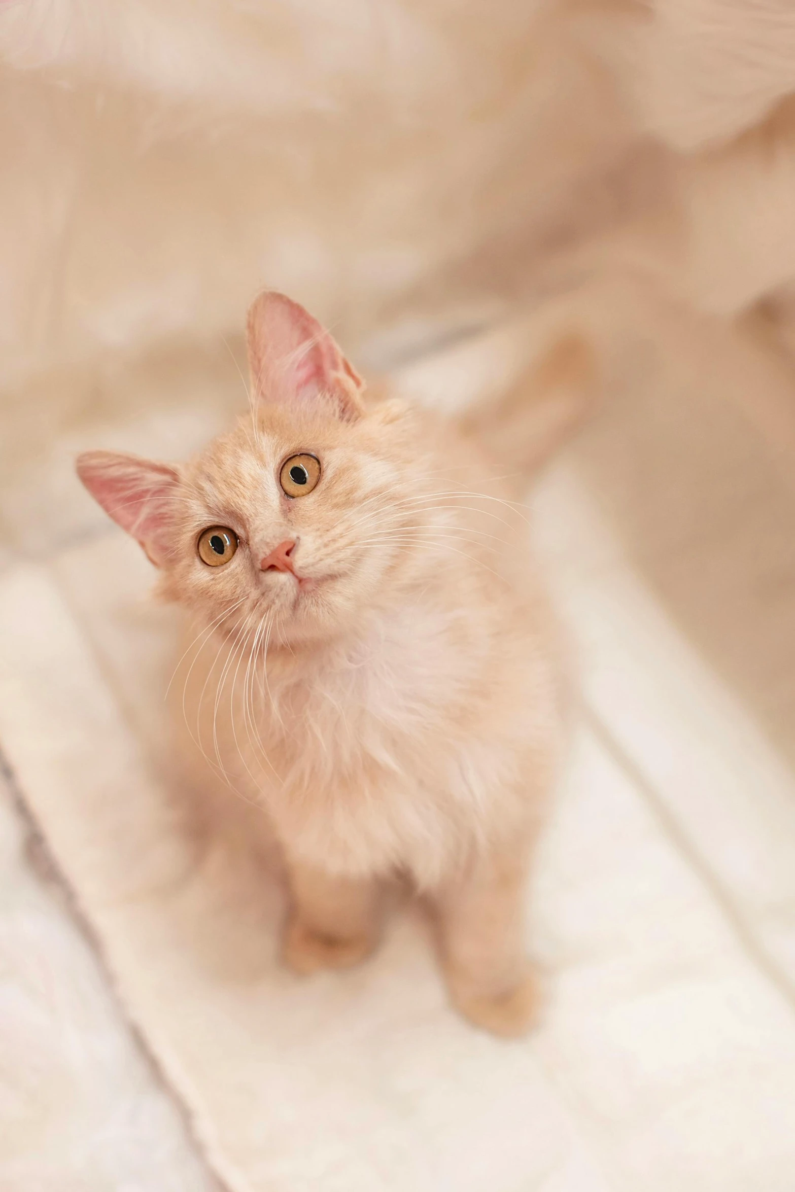 an orange cat sitting on top of a white blanket, looking up at the camera, walking down the catwalk, albino, subtle detailing