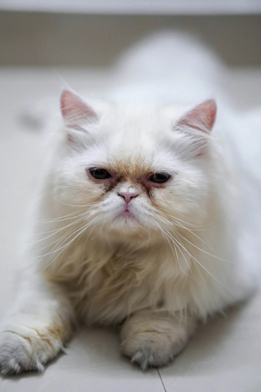 a white cat is laying down on the floor, featured on reddit, sad grumpy face, professional closeup photo, persian queen, wrinkles