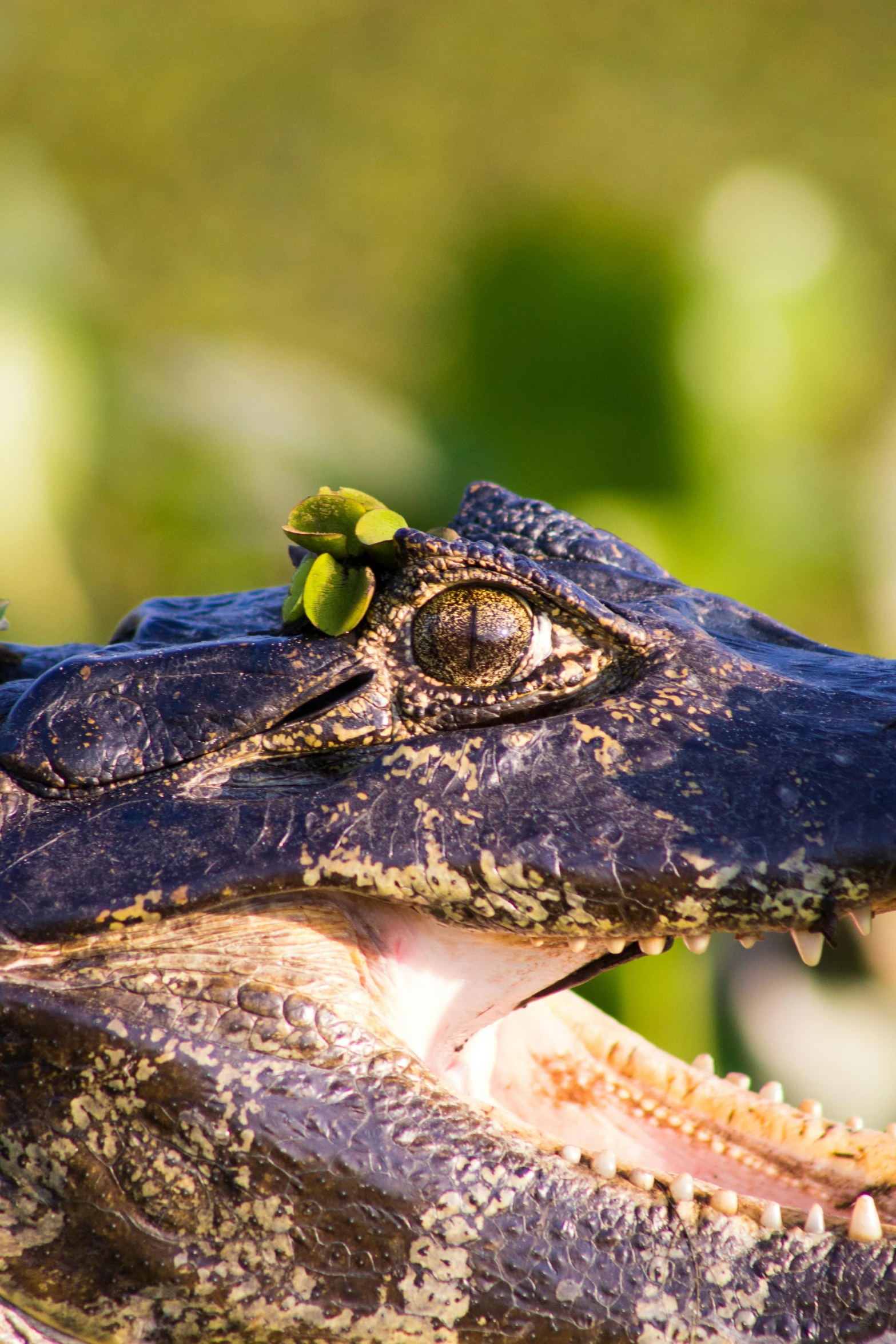 a close up of an alligator with its mouth open, by Bernie D’Andrea, pexels contest winner, sumatraism, snout under visor, vicious snapping alligator plant, slide show, large yellow eyes