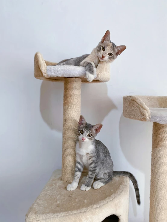 two cats sitting on top of a cat tree, arabesque, platinum, trending on, let's play, tower