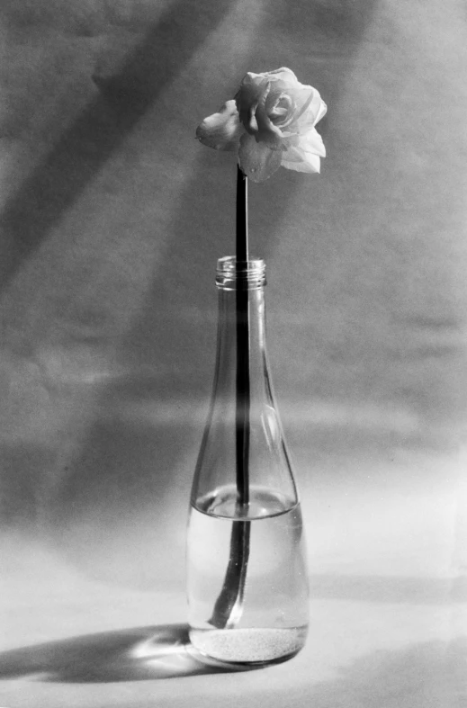 a black and white photo of a flower in a vase, inspired by Robert Mapplethorpe, photorealism, glass bottle, ((still life)), [sculpture] and [hyperrealism], made of silk paper