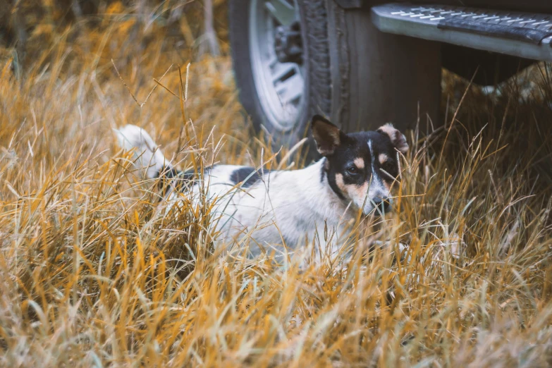 a dog that is laying down in the grass, unsplash, private press, vehicle, hunting, highly mechanical, november