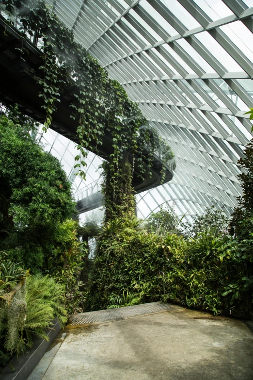 the inside of a building with a lot of plants, inspired by Thomas Struth, pexels contest winner, environmental art, cloud forest, lush garden spaceship, calatrava, overgrown with exotic fungus