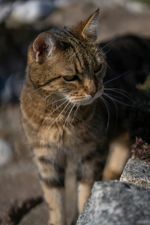 a cat that is standing on some rocks, strong jawline, shot on 1 5 0 mm, cinematic shot ar 9:16 -n 6 -g, good face