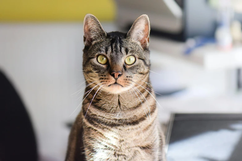 a cat sitting on top of a computer desk, by Julia Pishtar, unsplash, handsome face, highly polished, grey, instagram post