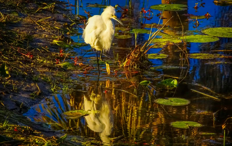 a bird that is standing in some water, inspired by Ethel Schwabacher, pixabay contest winner, high reflections oil, albino mystic, located in a swamp at sunrise, wet reflections in square eyes