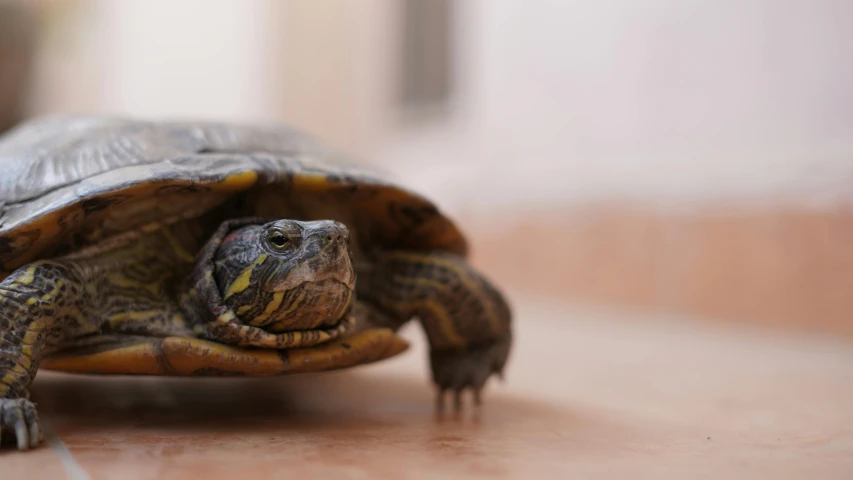 a close up of a turtle on a tiled floor, unsplash, an olive skinned, aged 2 5, slide show, low dof