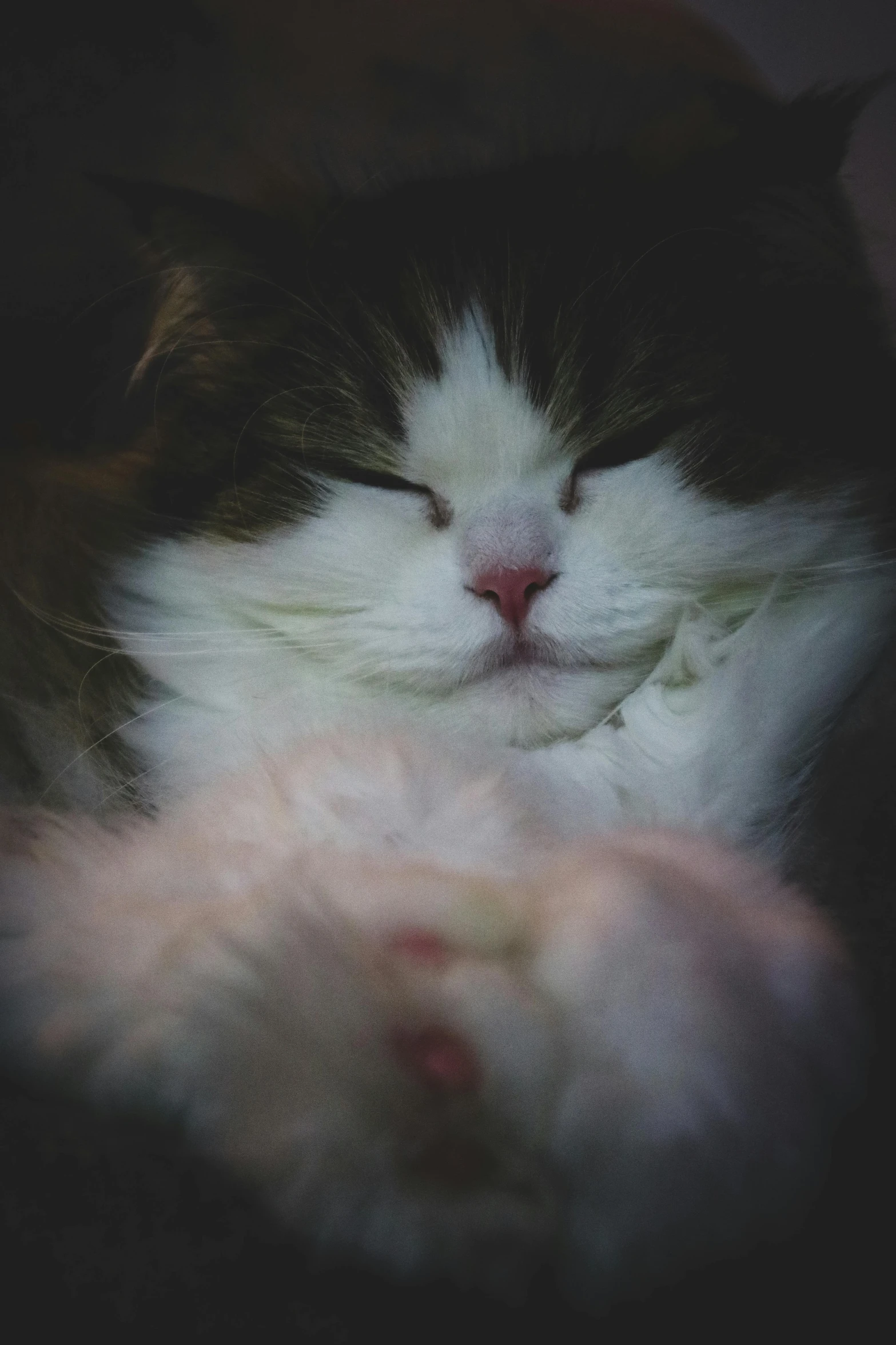 a close up of a cat with its eyes closed, a picture, unsplash, furry art, holding paws, puffy, with a white nose, ..'