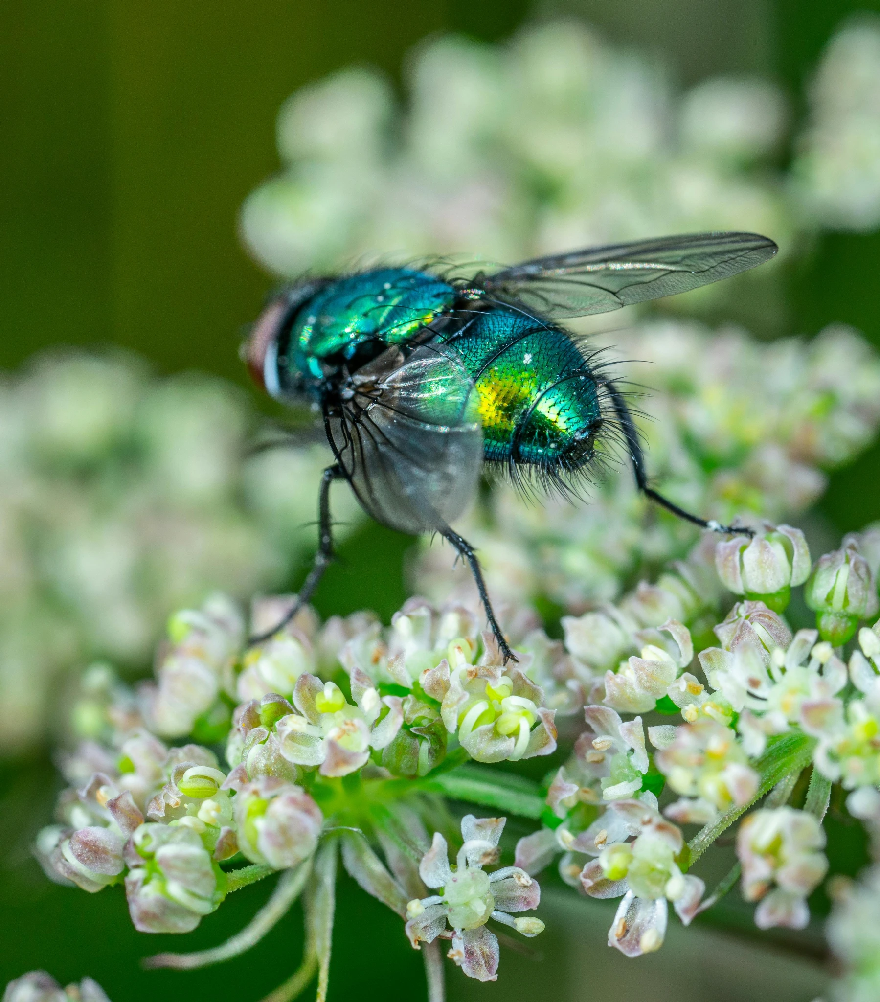 a close up of a fly on a flower, by Jan Rustem, pexels contest winner, hurufiyya, green and blue palette, glossy flecks of iridescence, green legs, highly detailed in 4 k ”