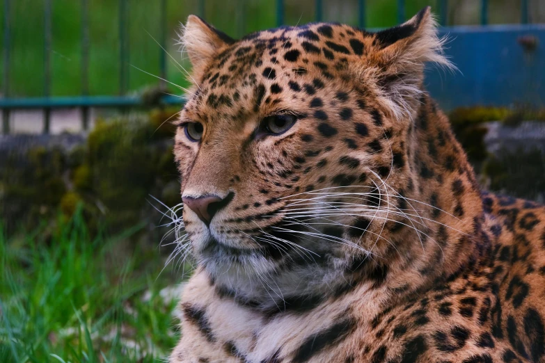 a close up of a leopard laying in the grass, by Adam Marczyński, pexels contest winner, sumatraism, an afghan male type, over the shoulder, frontal close up, illustration »