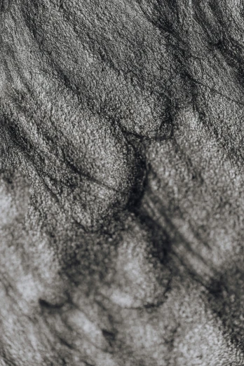 a black and white drawing of a cat, a charcoal drawing, inspired by Anna Füssli, trending on pexels, conceptual art, skin grain detail, texture of sand, abstract detail, bog oak