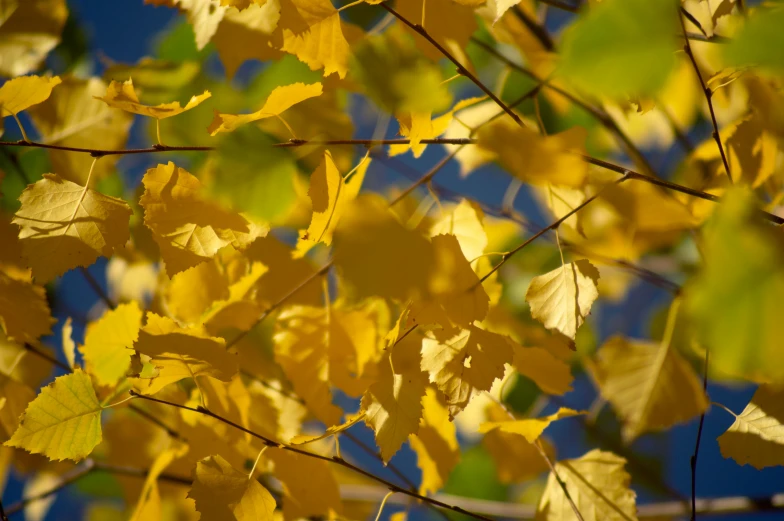 yellow leaves on a tree with a blue sky in the background, by David Simpson, pexels, fan favorite, betula pendula, close-up photo