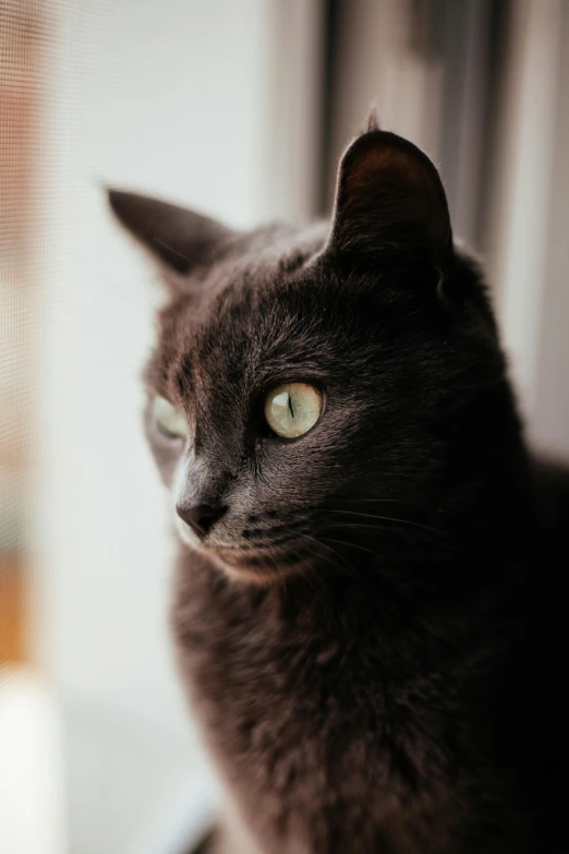 a black cat sitting on top of a window sill, pexels contest winner, close - up of face, grey, ready to model, high quality photo