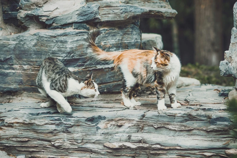 a couple of cats standing on top of a log, unsplash, standing on rocky ground, sharp claws and tail, jovana rikalo, slightly pixelated