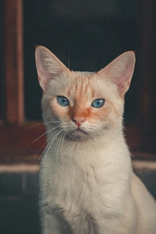 a close up of a cat with blue eyes, a picture, trending on unsplash, renaissance, portrait of albino mystic, with pointy ears, an afghan male type, “portrait of a cartoon animal