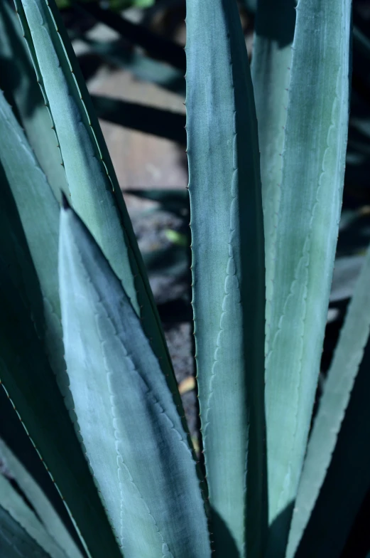 a close up of a plant with green leaves, sleek spines, blueish, aztec, curved blades on each hand