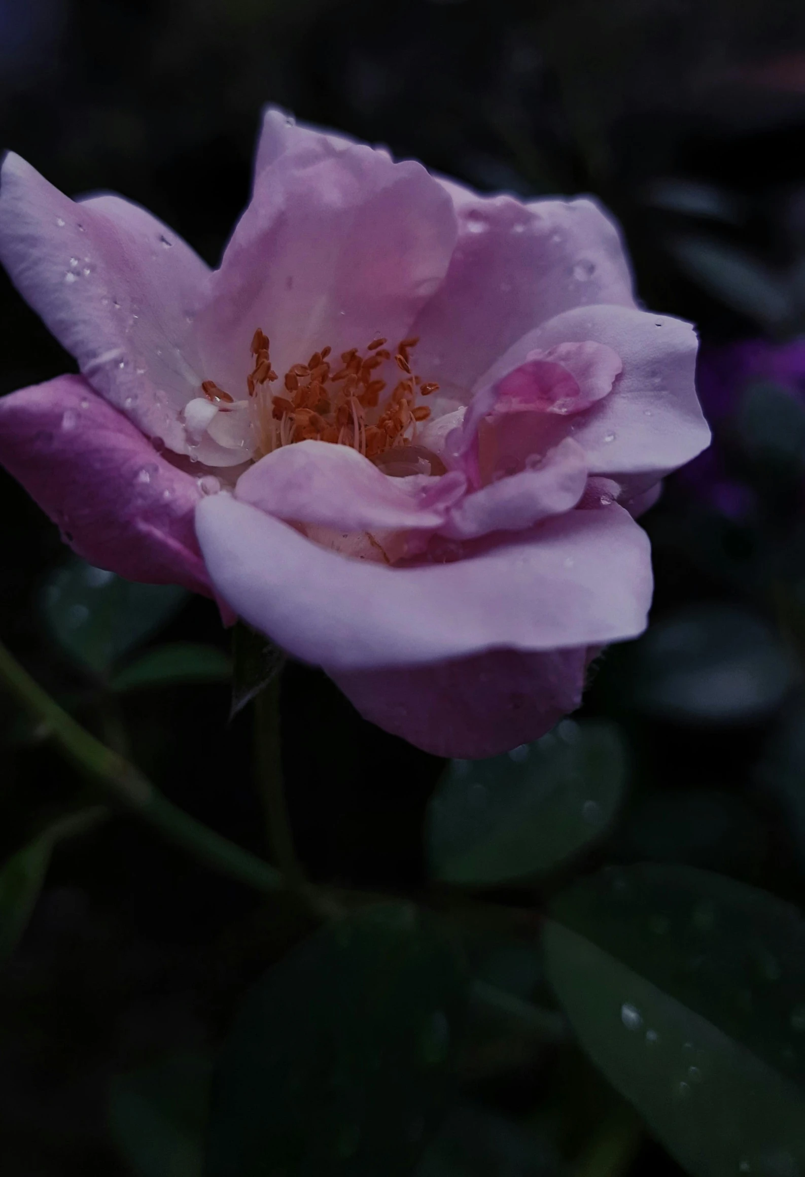 a close up of a flower with water droplets on it, an album cover, unsplash, romanticism, at twilight, pink rosa, low quality photo, today\'s featured photograph 4k