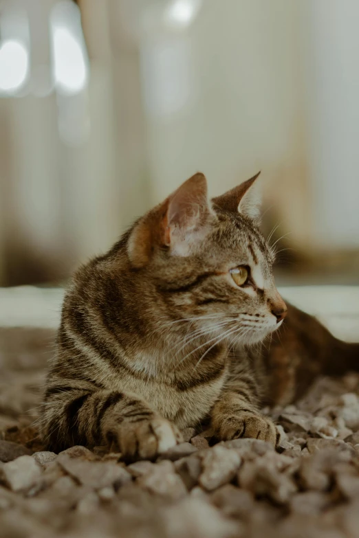 a cat that is laying down on the ground, pexels contest winner, looking to the right, at home, carefully crafted, high quality details