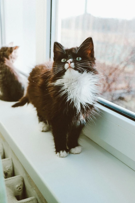 a couple of cats sitting on top of a window sill, by Julia Pishtar, pexels contest winner, fluffy face, trimmed with a white stripe, looking upwards, ready to model