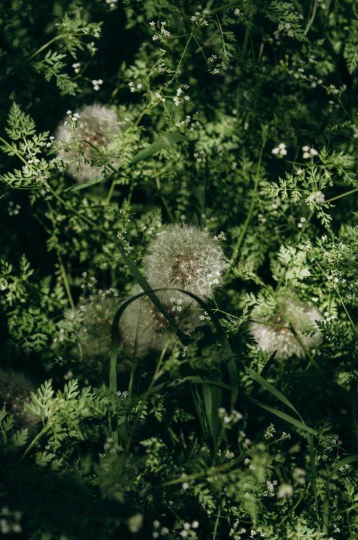 a blurry image of dandelions growing in the forest