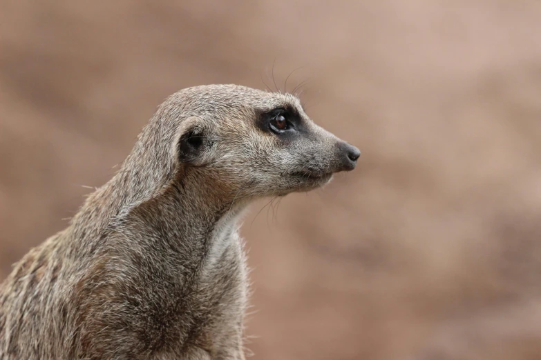 a close up of a small animal on a dirt ground, a portrait, trending on pexels, he has an elongated head shape, round narrow chin, falvie, digital image