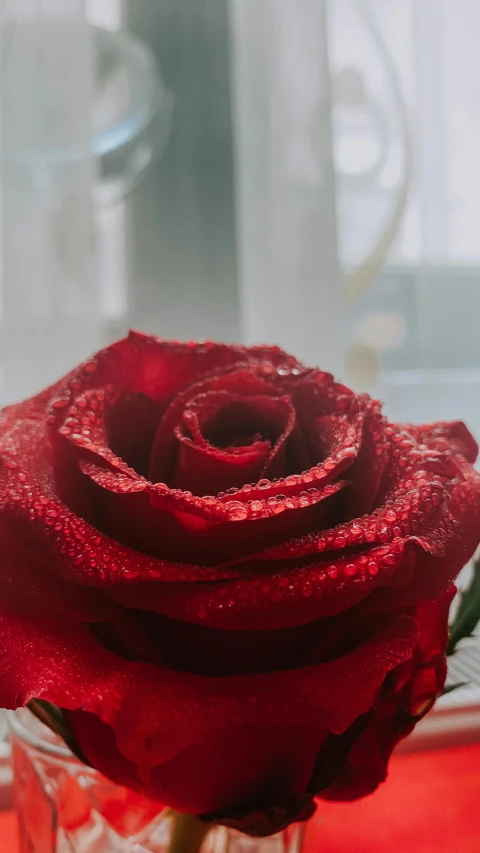 there is a rose that has been placed in a vase