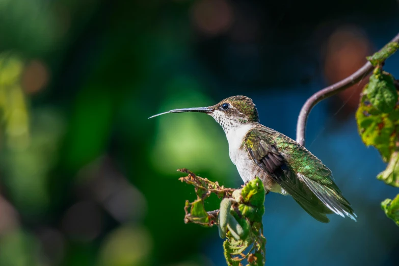 a hummingbird sitting on top of a tree branch, a portrait, pexels contest winner, hurufiyya, with long antennae, high resolution photo, sitting on a leaf, post-processed