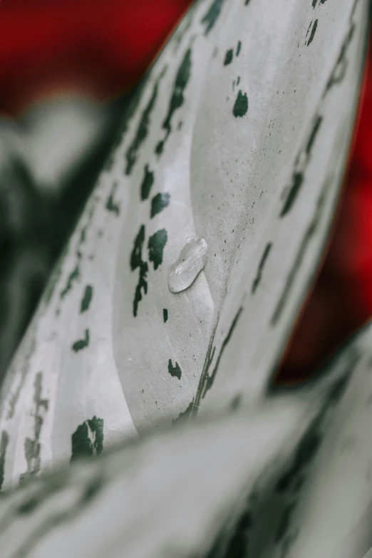 a close up of a plant with water droplets on it, inspired by Lucio Fontana, trending on pexels, gray mottled skin, silver white red details, soft white rubber, high-body detail