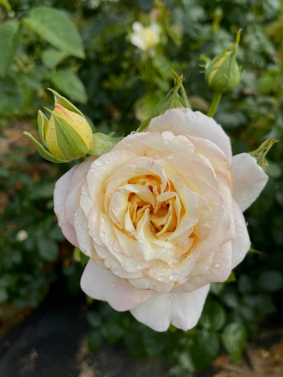 the center of a blooming rose surrounded by green leaves