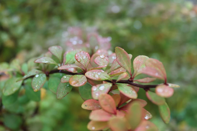 a close up of a plant with water droplets on it, by Jessie Algie, unsplash, nothofagus, green and pink, with soft bushes, autumnal colours