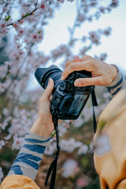 a person taking a picture with a camera, flowers and blossoms, high-quality dslr photo”