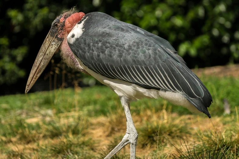 a large bird standing on top of a lush green field, posing for the camera