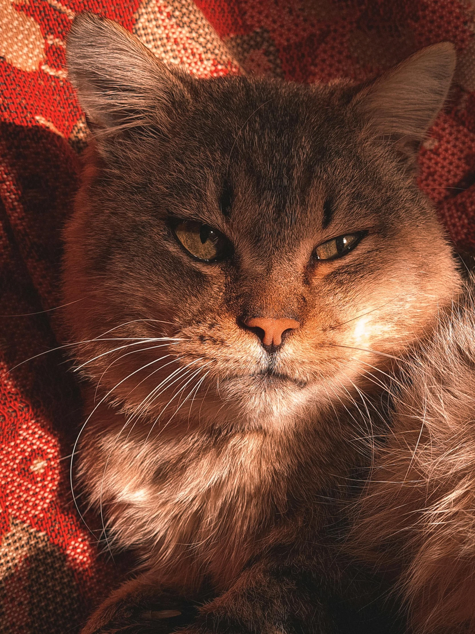 a close up of a cat laying on a couch, an album cover, unsplash, red brown and grey color scheme, sunbathed skin, persian queen, gif