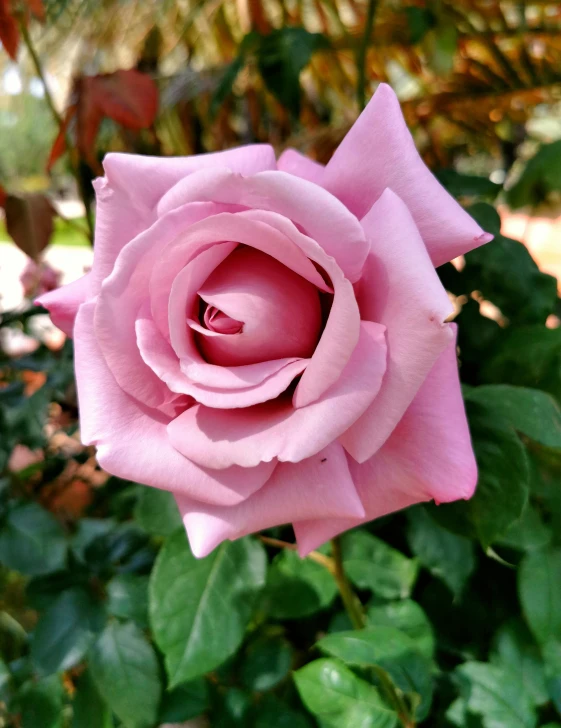 a single rose sitting next to a bush filled with leaves