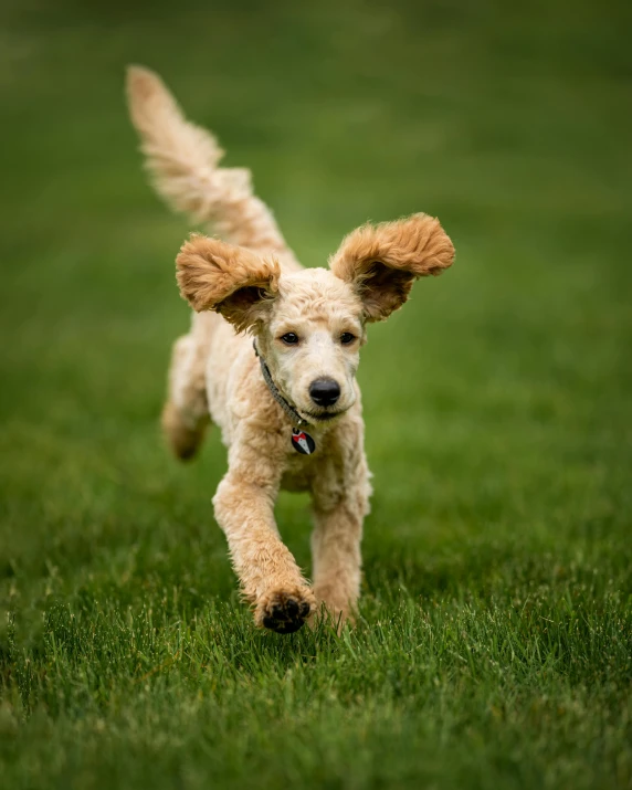 a dog running across a lush green field, pexels contest winner, photorealism, blonde curly hair, ear floof, ears, ignant