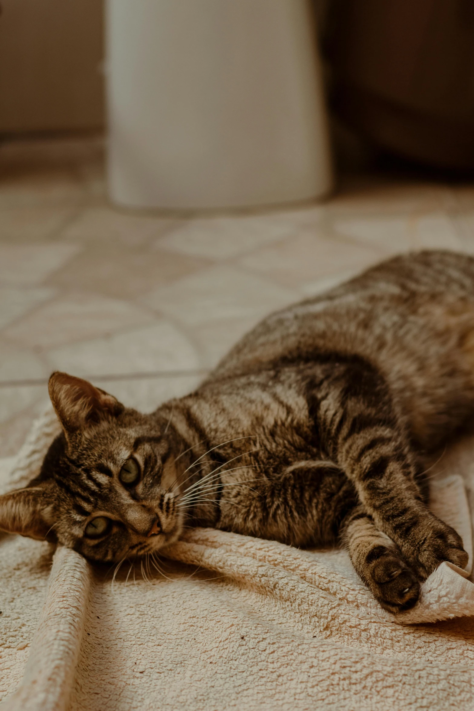 a cat laying on a towel on the floor, pexels contest winner, confident relaxed pose, brown, gif, cinematic photo