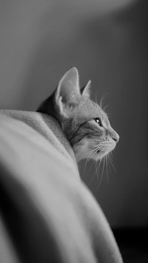 a black and white photo of a cat, inspired by Max Dupain, minimalism, portrait of mia farrow, dressed in a gray, profile posing, portrait zeus